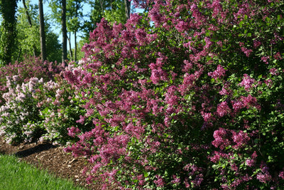 Lilacs - The Ultimate Growing Guide from Proven Winners®