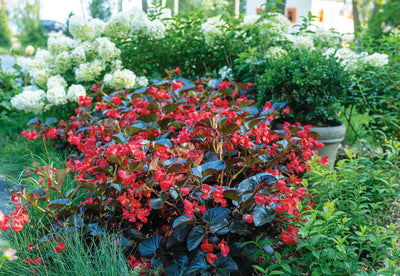 Annuals vs. Perennials: Knowing the Difference