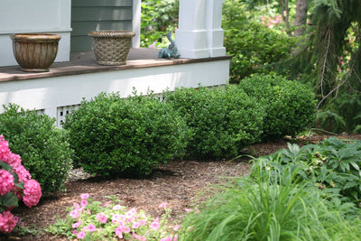 Boxwood - The Ultimate Growing Guide from Proven Winners®