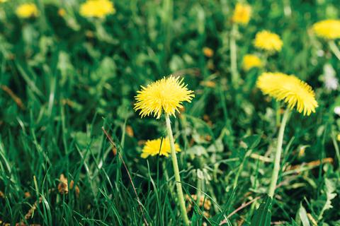 The Best Way to Control Weeds in Your Garden