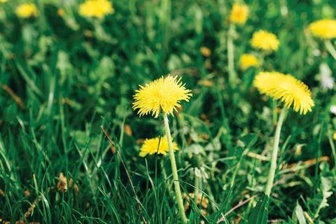 The Best Way to Control Weeds in Your Garden