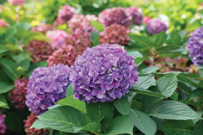 The Ultimate Growing Guide - Macrophylla Hydrangeas