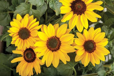 How To Get the BEST Blooms This Summer 🌻