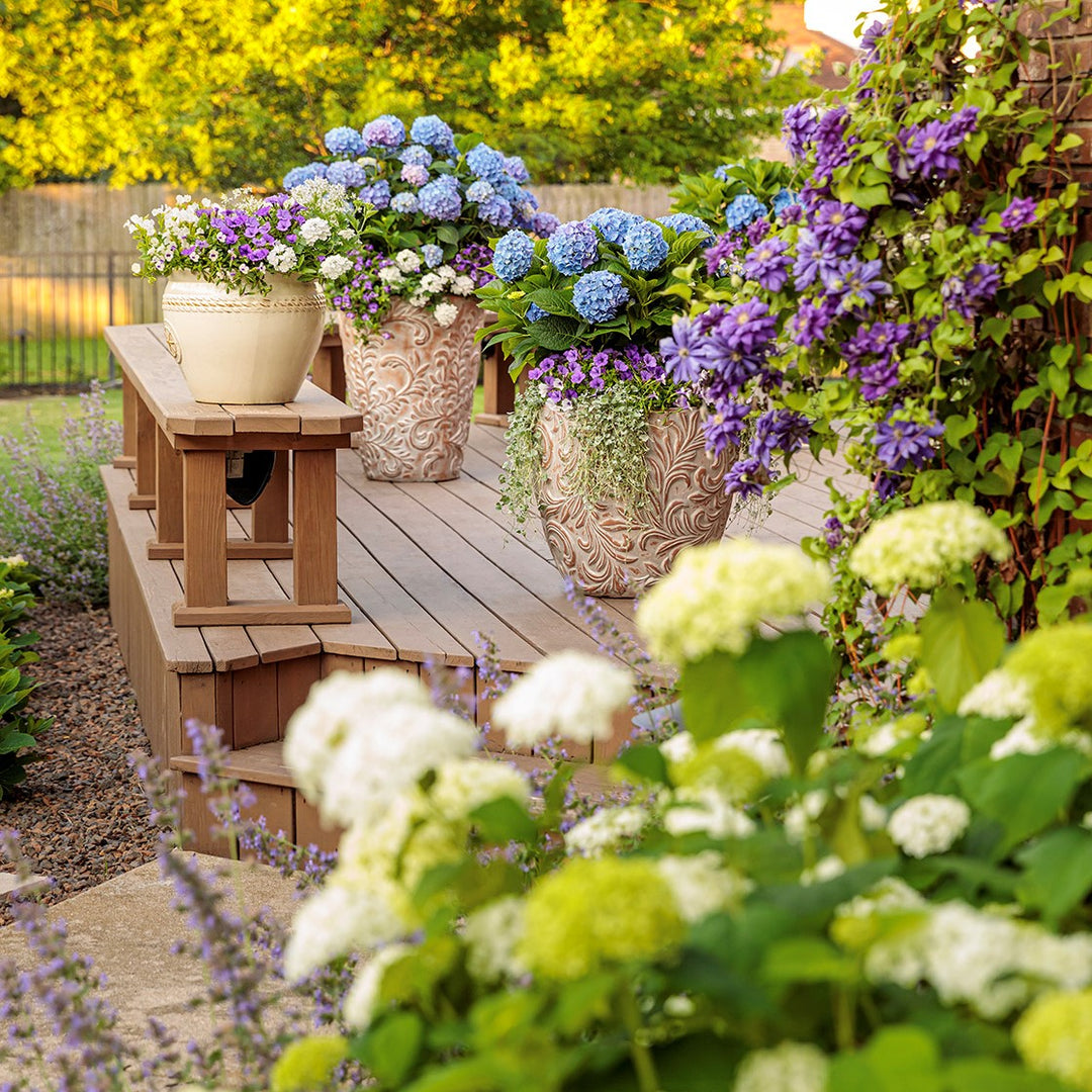 How To Grow Hydrangeas In Pots