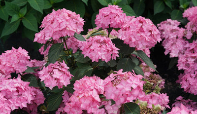 Part 1: Meet the 2023 Proven Winners® Plants of the Year!