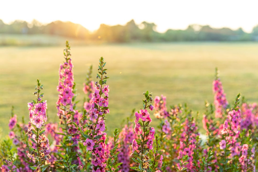 Succeeding with Angelface® Angelonia