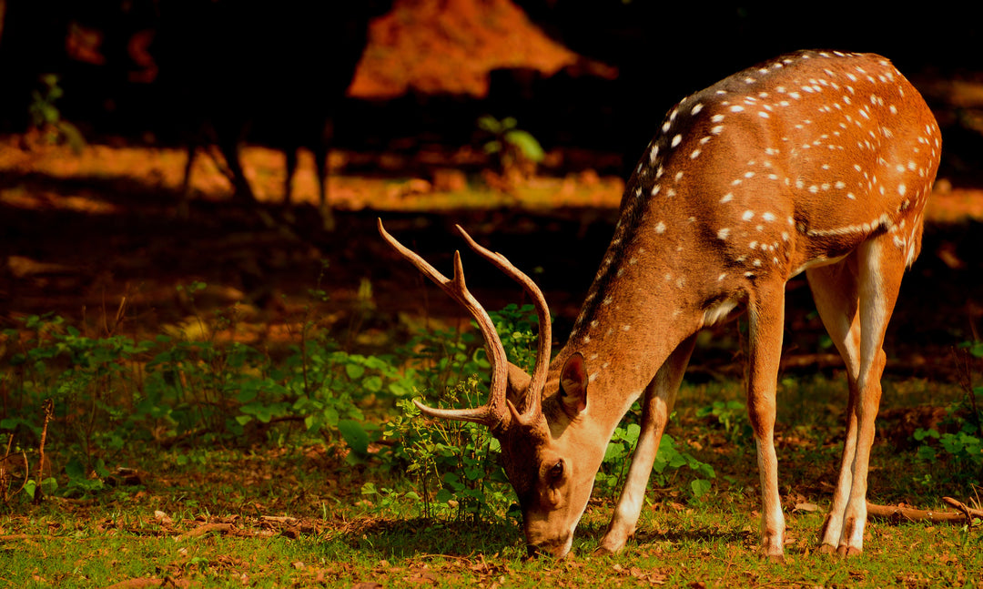 Deer Resistant Plants Every Gardener Needs