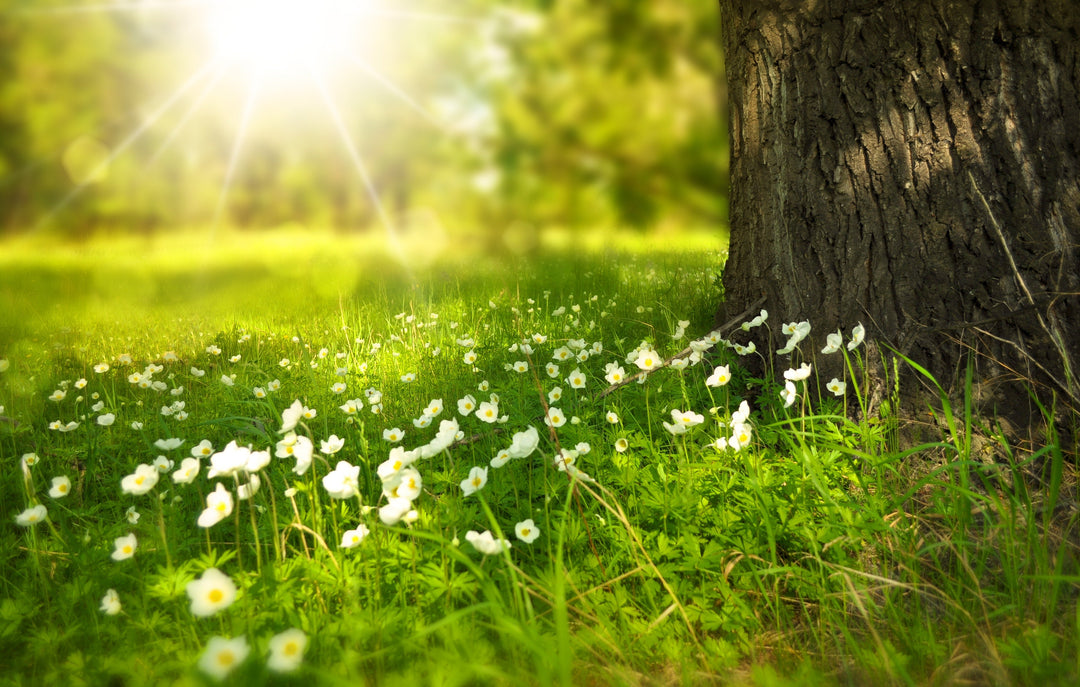 9 Ways to Prepare Your Garden for Spring