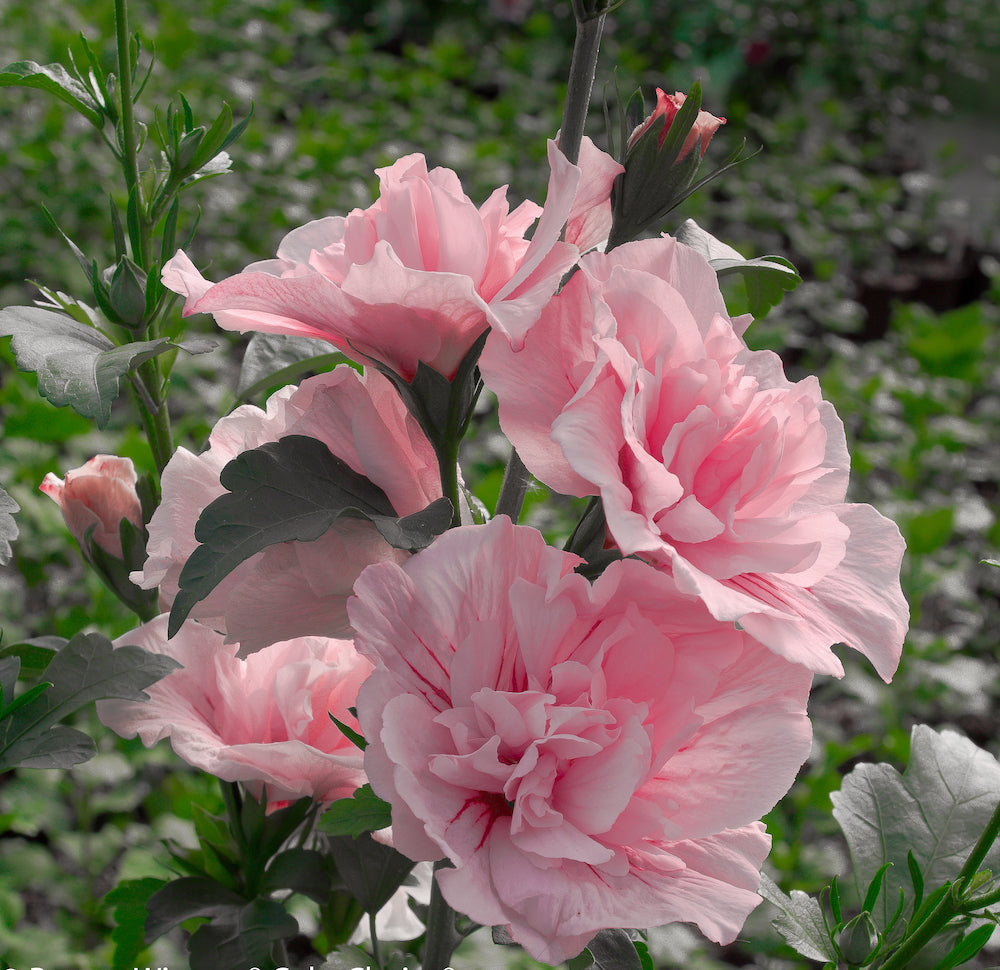 The Secret to Planting in the Summer