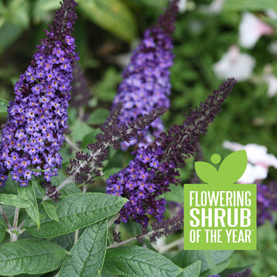 Proven Winners® 2021 Plants of the Year