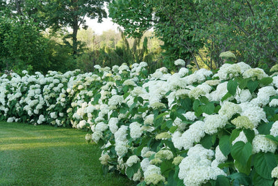 The Ultimate Growing Guide: Hydrangea arborescens