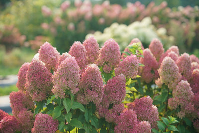 Panicle Hydrangeas– The Ultimate Growing Guide from Proven Winners®