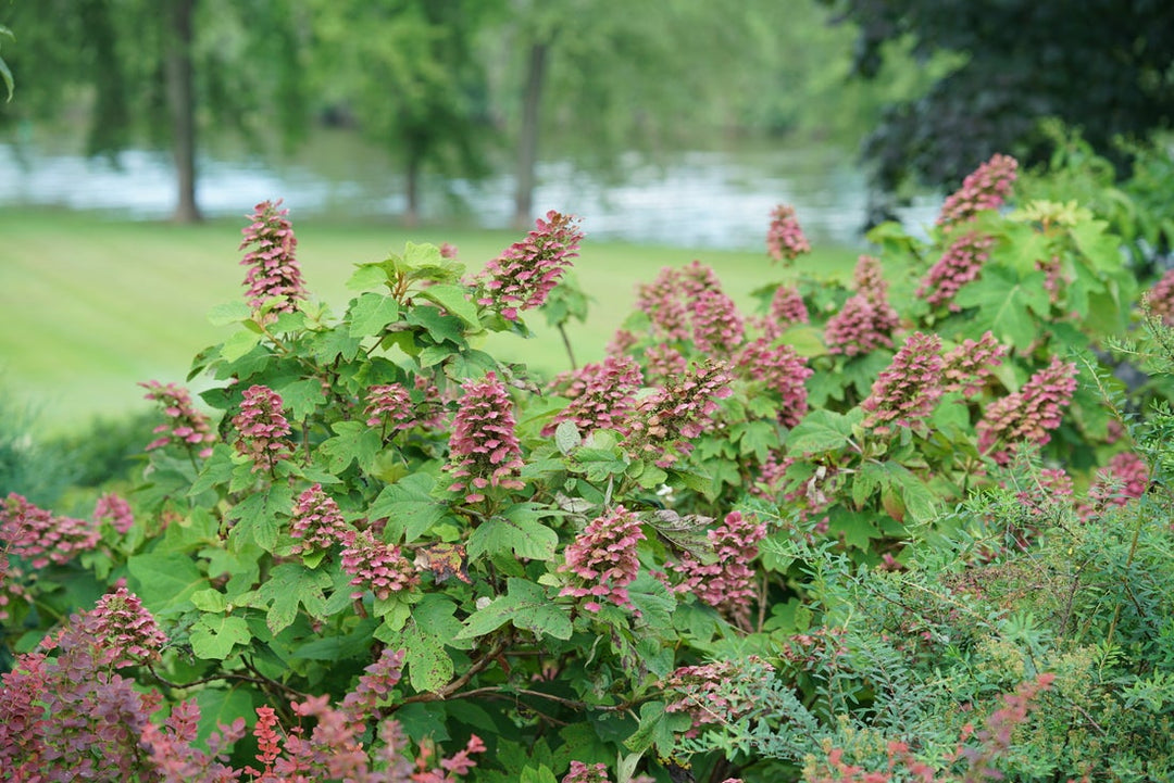 Oakleaf Hydrangea - The Ultimate Growing Guide from Proven Winners®