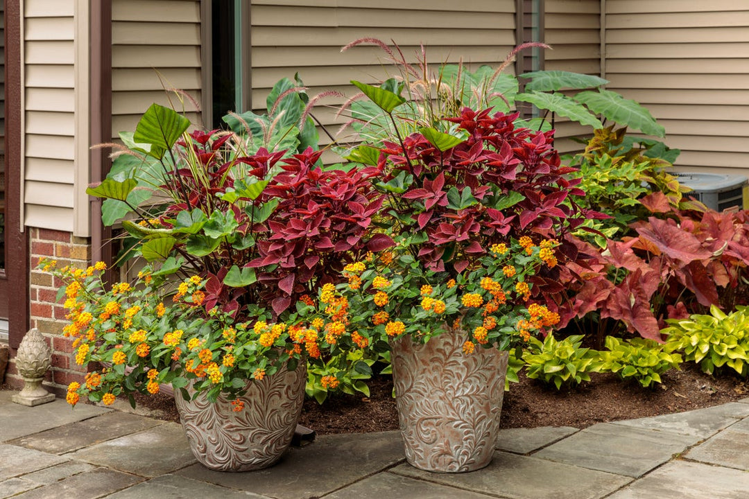 Royale annuals in containers and landscapes outside