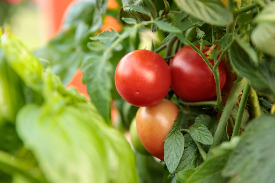 Up close photo of Proven Selections® Tempting Tomatoes® Garden Gem Snack Tomato growing