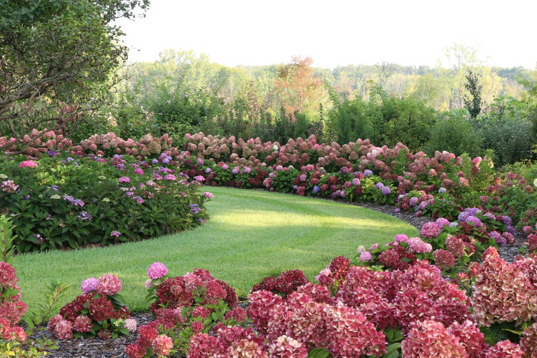 Curving garden beds filled with pink, mauve, and burgundy hydrangea blooms surround a lush green lawn, creating a colorful landscape framed by trees and shrubs.