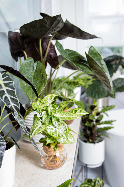 Indoor leafjoy plants on a counter and on the ground