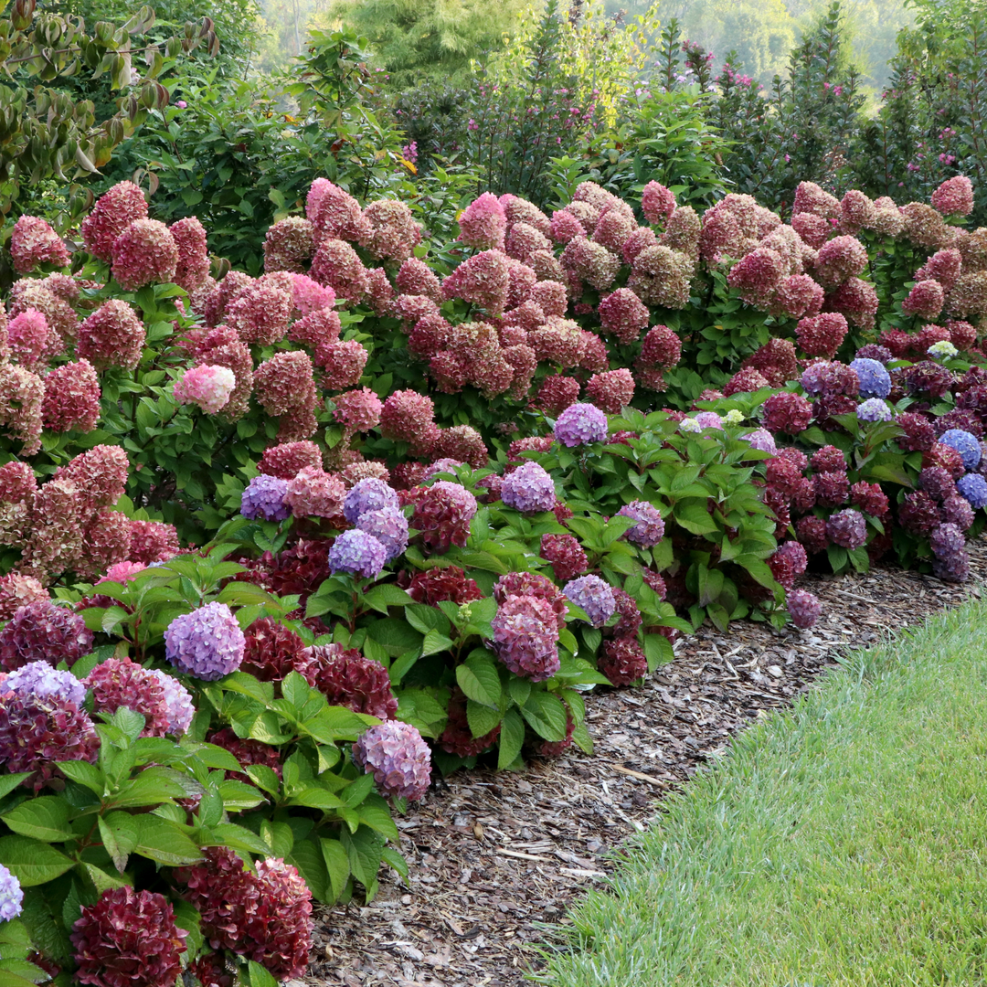 Photo of little lime punch and lets dance sky view planted in an outdoor garden