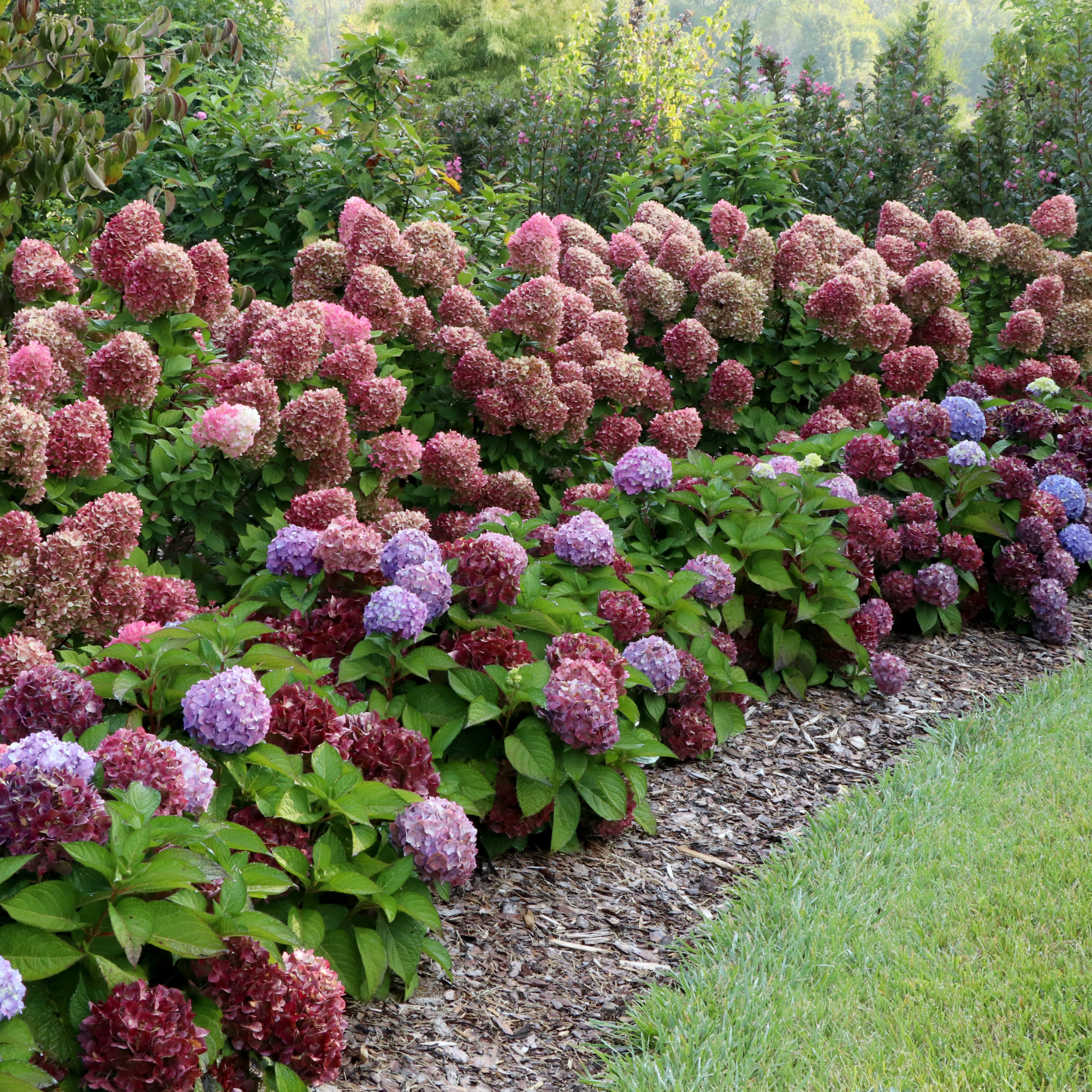 SHRUBS