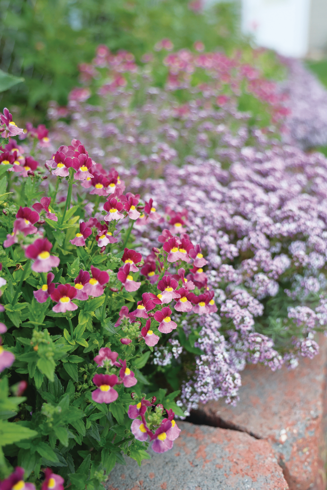Spring Blooming Annuals