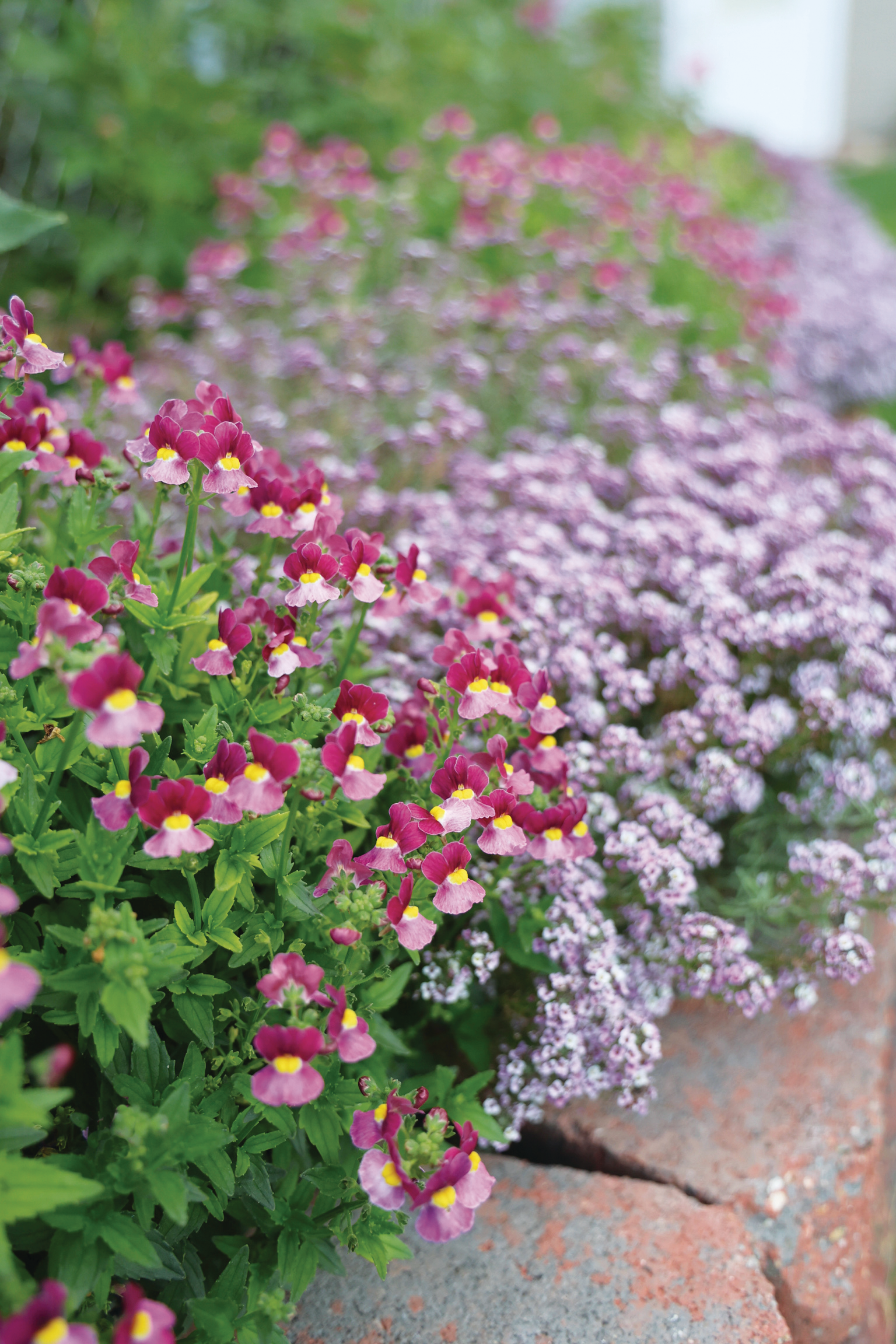 Spring Blooming Annuals