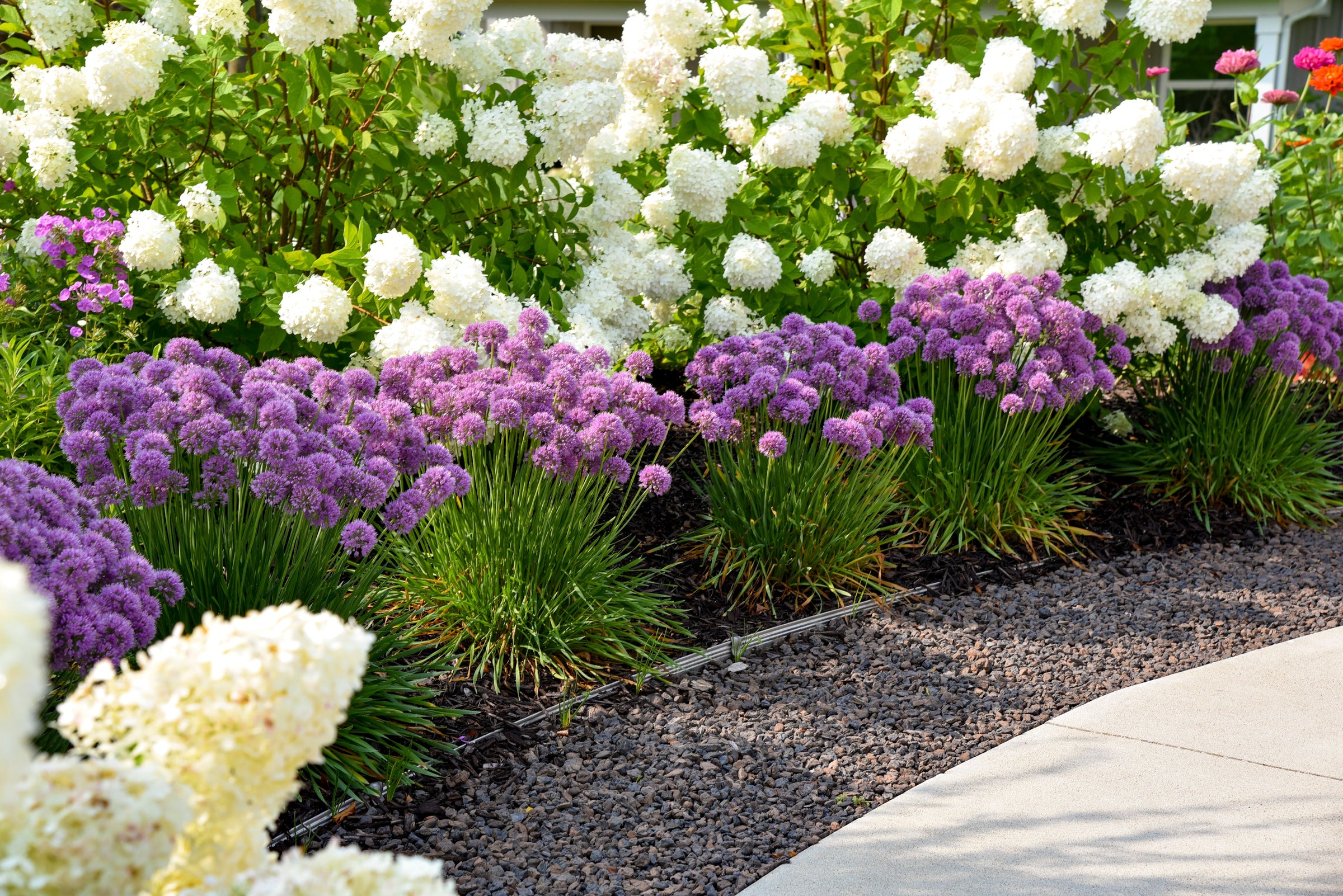 Purple plants in use.