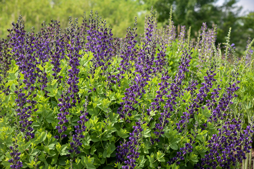 Highlight photo of Decadence® 'Sparkling Sapphires' False Indigo (Baptisia hybrid) planted outside
