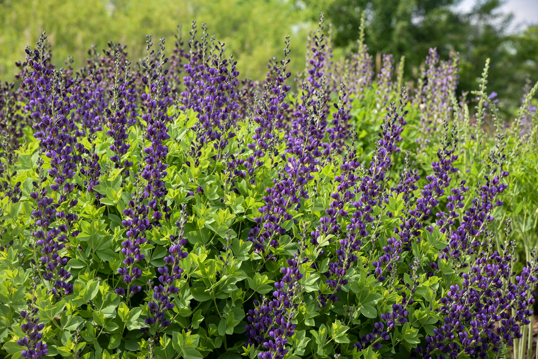 Spring Blooming Perennials