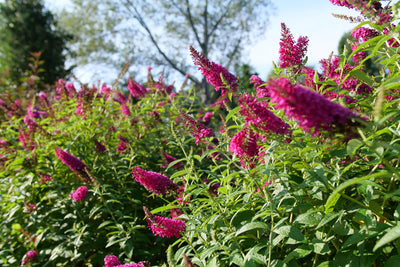 Pink butterfly bush 'Miss Molly' in landscape.