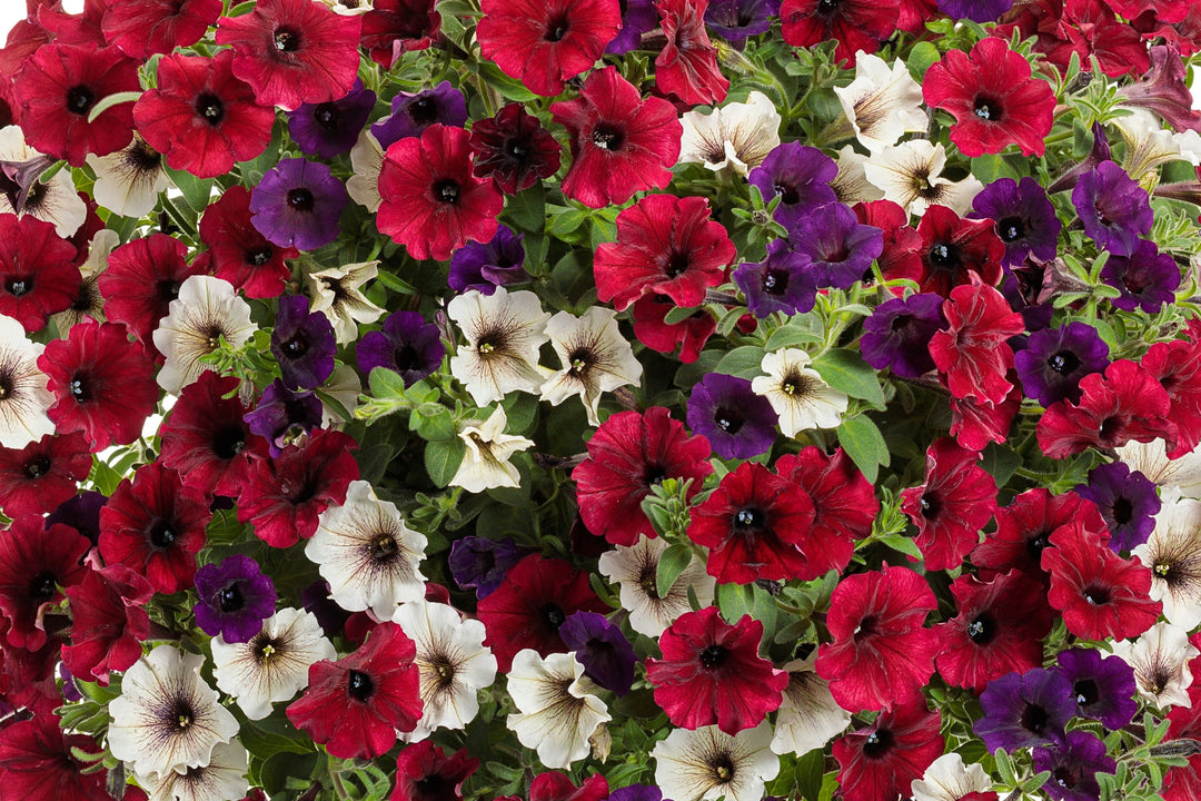 Photo highlight of 'Charleston' Combination made up with Supertunia Mini Vista® Midnight (Petunia hybrid), Supertunia® Black Cherry® (Petunia hybrid), and Supertunia® Latte™ (Petunia hybrid)