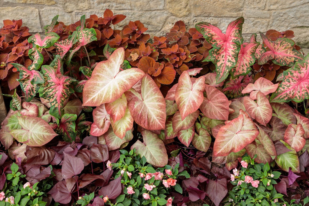 Next-Level Plant Picks