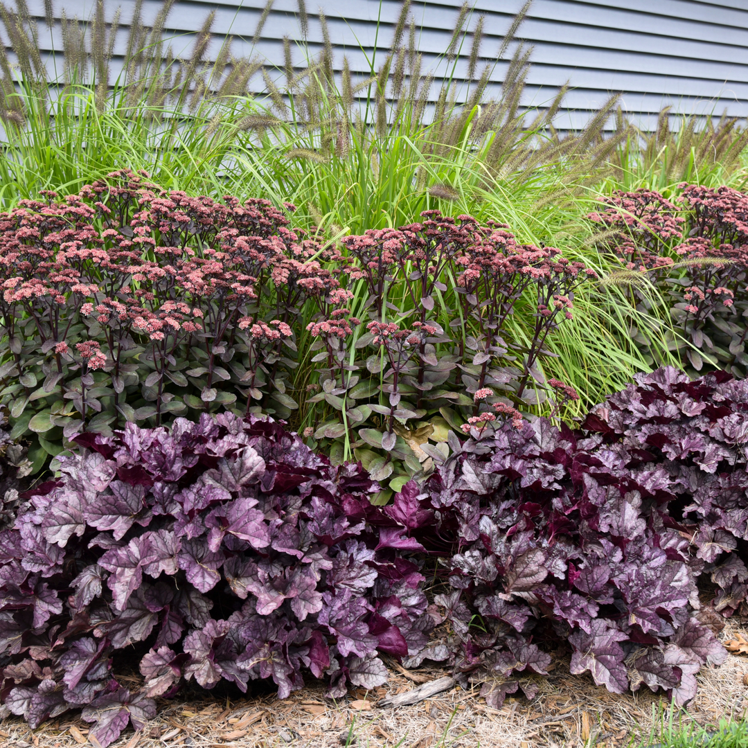 Perennials in outdoor garden
