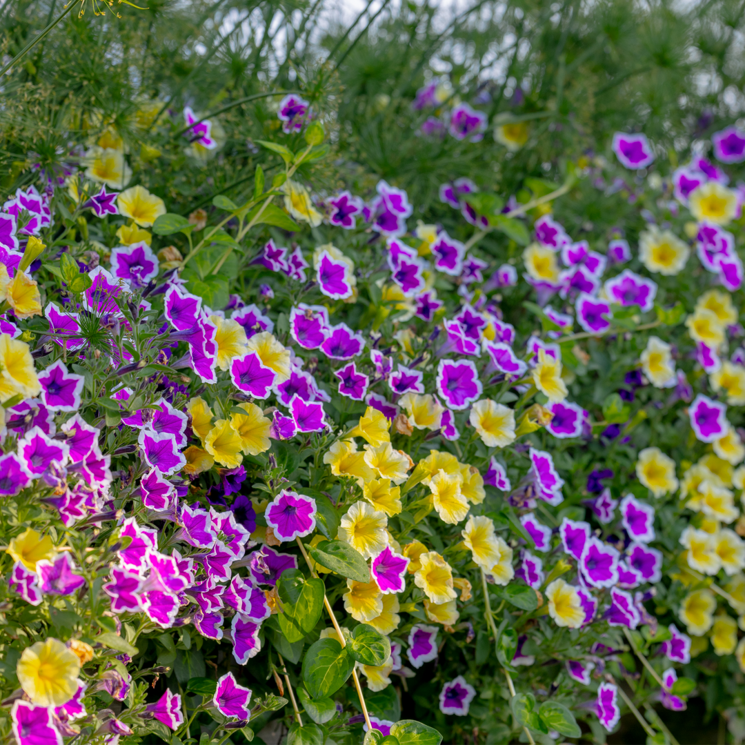 Close up image of Supertunia® Hoopla® Vivid Orchid™ Petunia and Supertunia® Saffron Finch™ Petunia