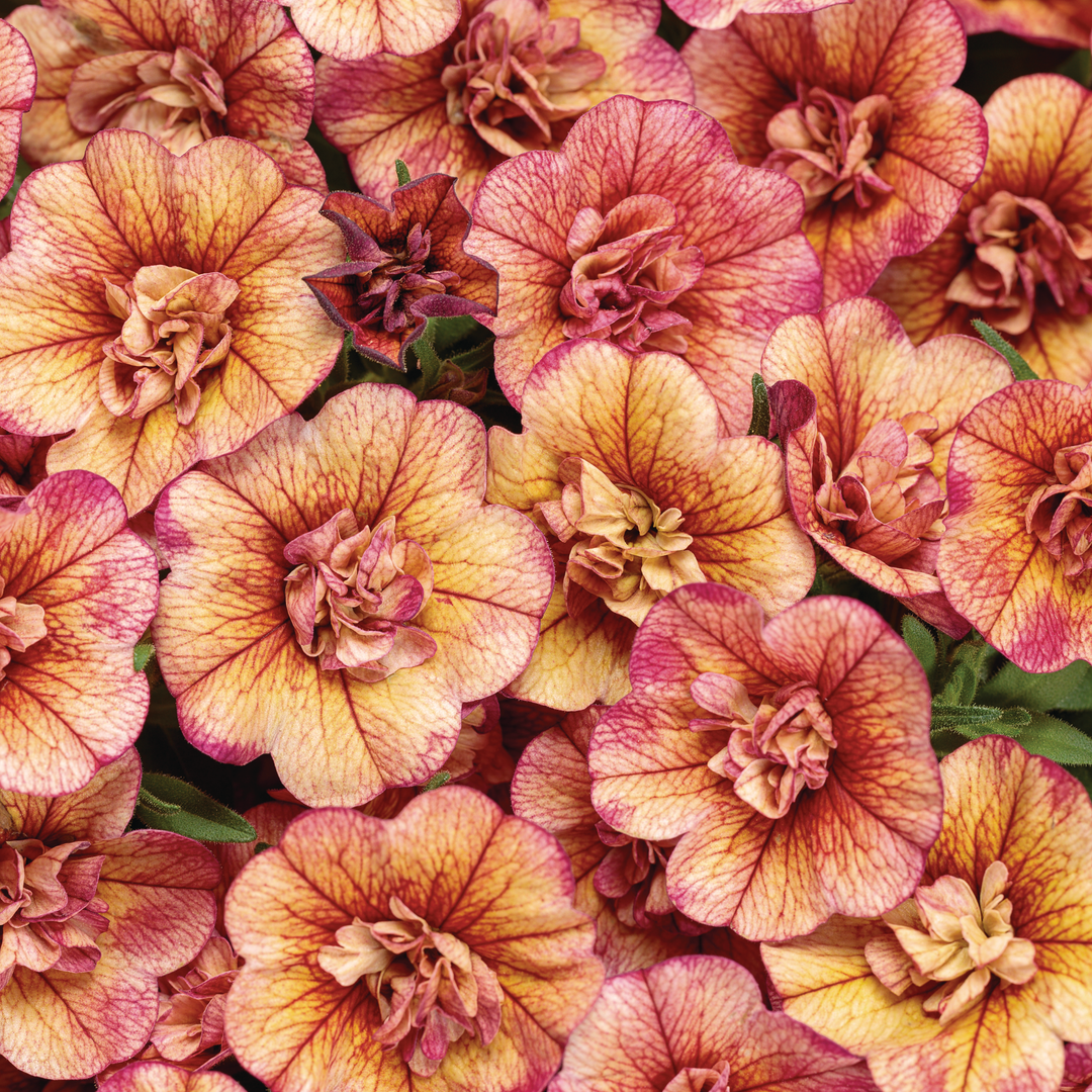 Plant highlight of Superbells® Double Vintage Coral™ Calibrachoa
