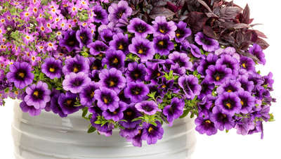 Proven Winners® Superbells® Calibrachoa