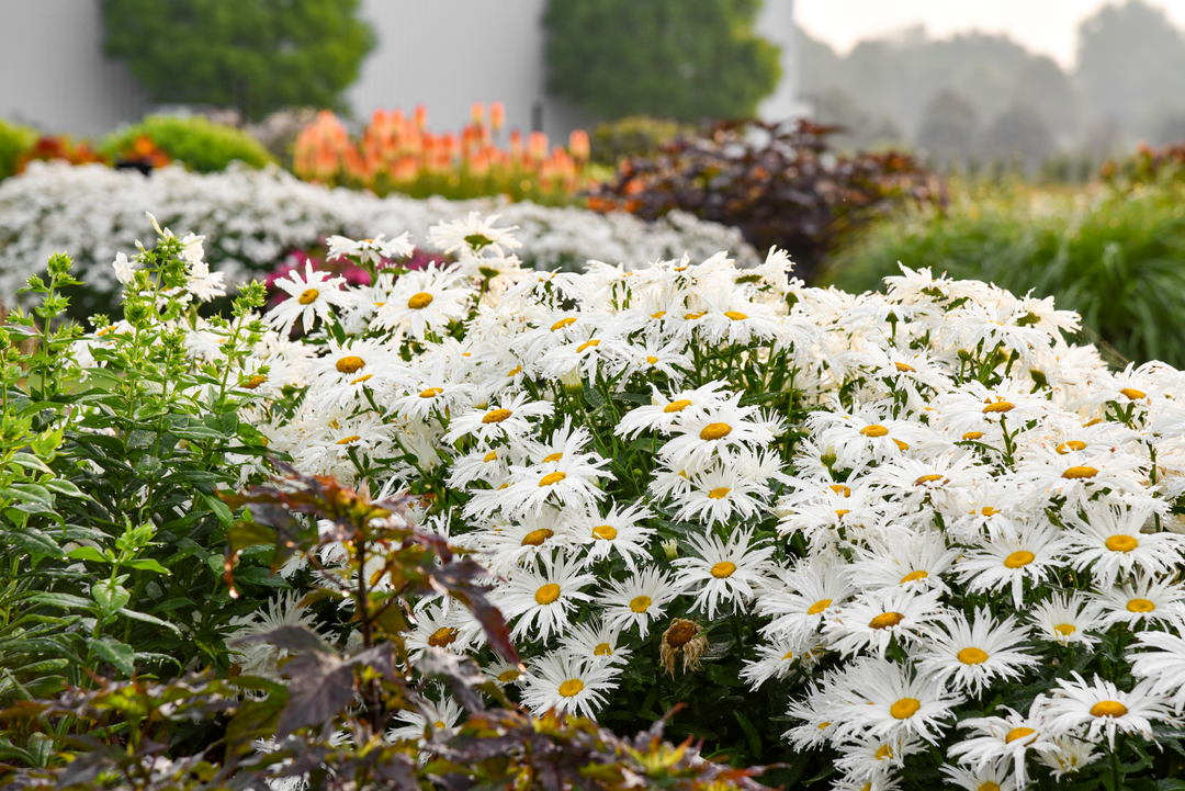 Daisies in landscape.