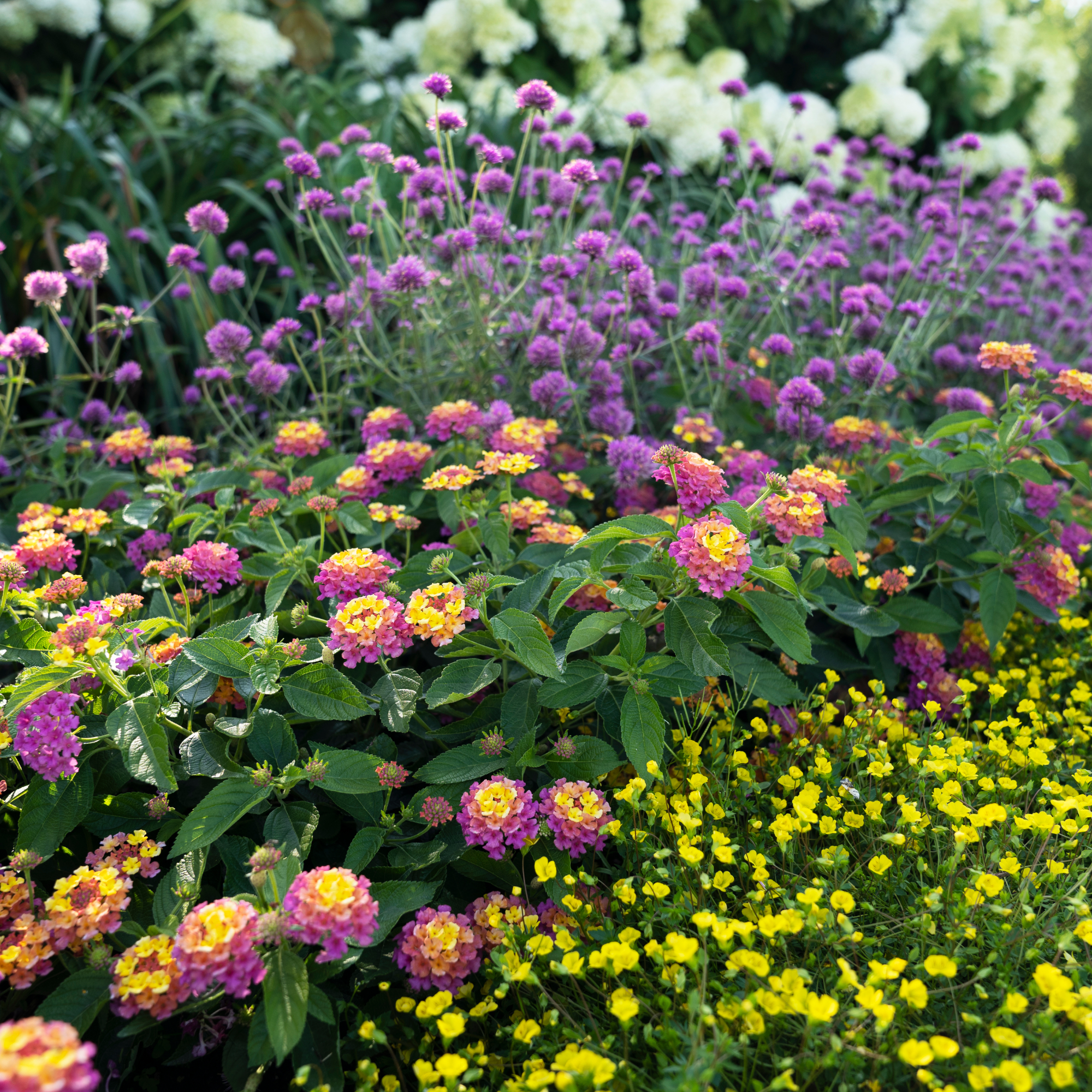Buy Proven Winners® Annuals Online