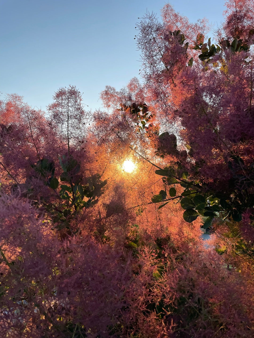 Close-up view of wispy pink flowering branches backlit by warm sunlight in a natural garden setting.