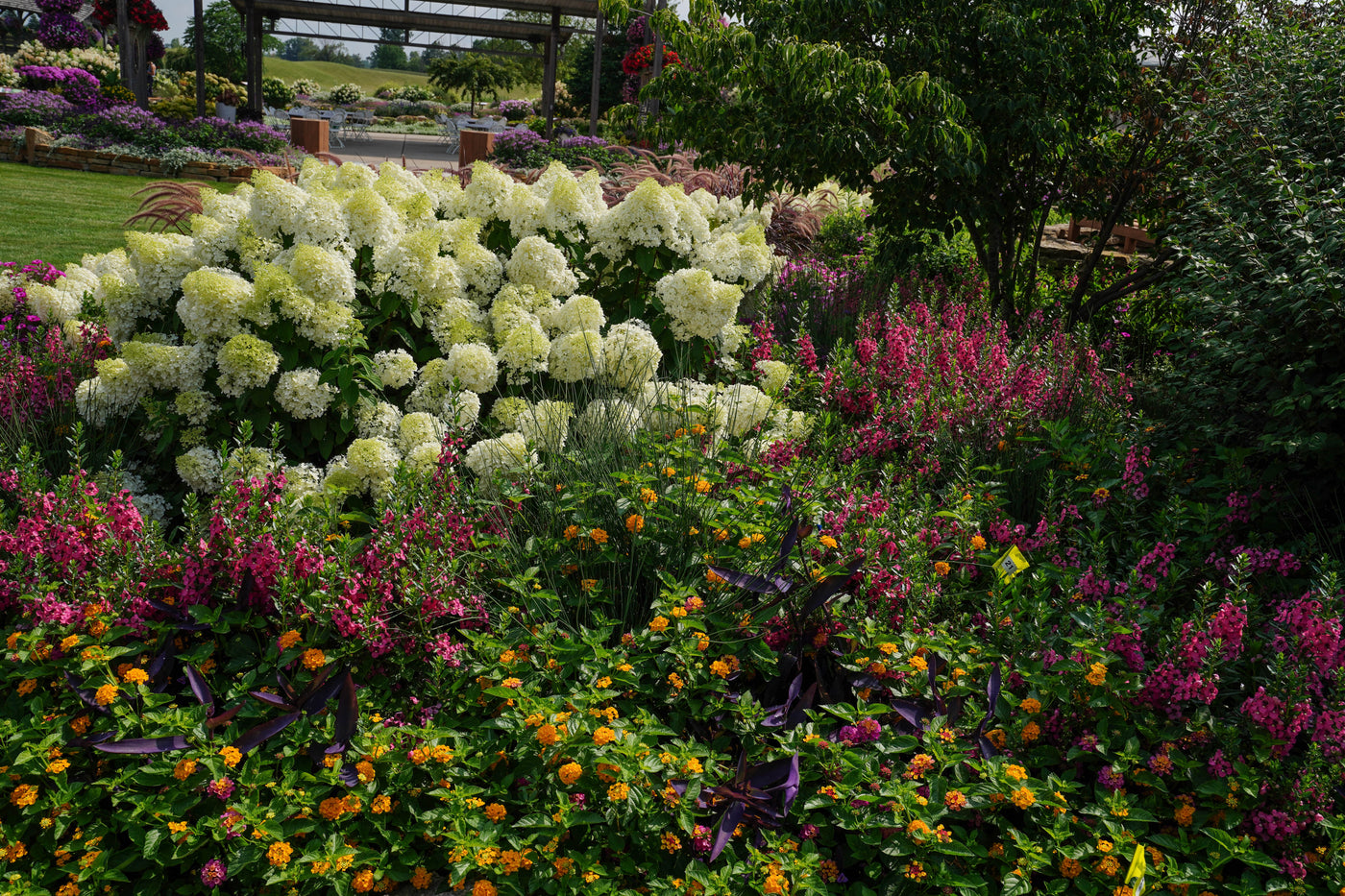 Garden with hydrangea and annuals flowers in use.