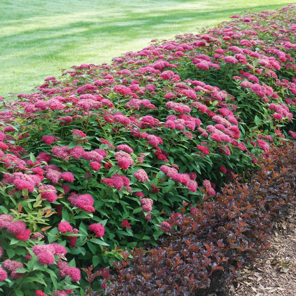 Photo of deer resistant Spirea planted in an outdoor garden
