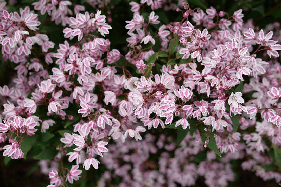 Photo highlight of Yuki Kabuki® Deutzia