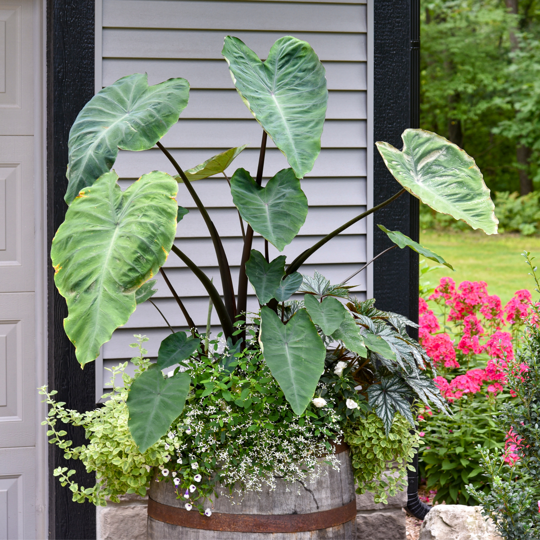 Photo of elephant ear plant planted in a container with other green filler plants in front of a house