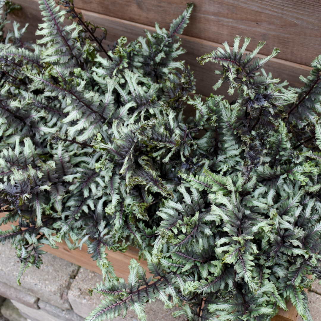 Photo highlight of Proven Winner Fern growing out of a wooden container outdoors