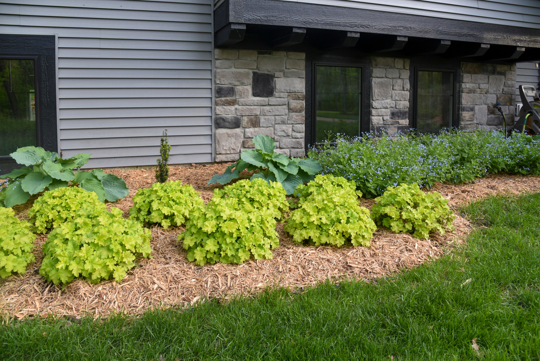Landscape scene of dolce heuchera planted in a backyard garden
