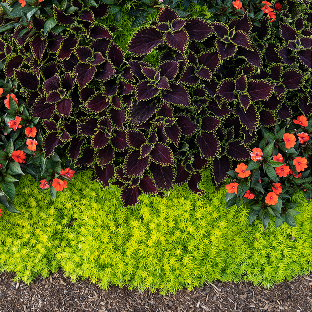 Heat Tolerant Annuals