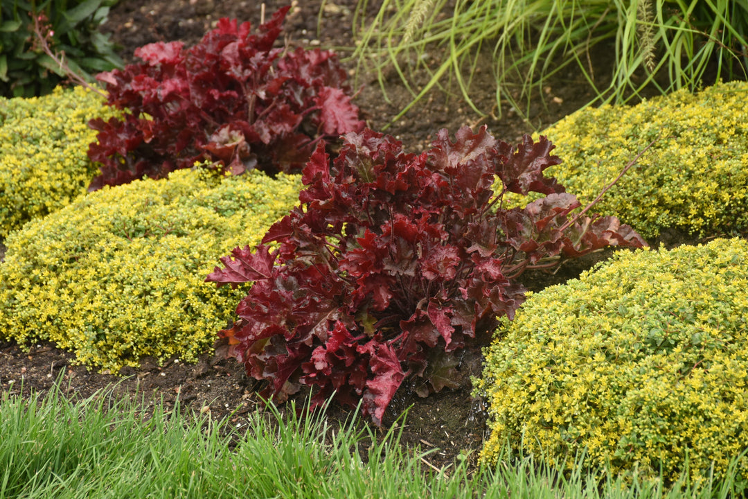 Image of plants that are salt tolerant in an outdoor garden