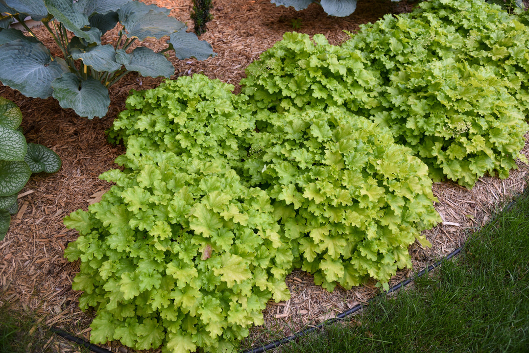 Heuchera–Coral Bells