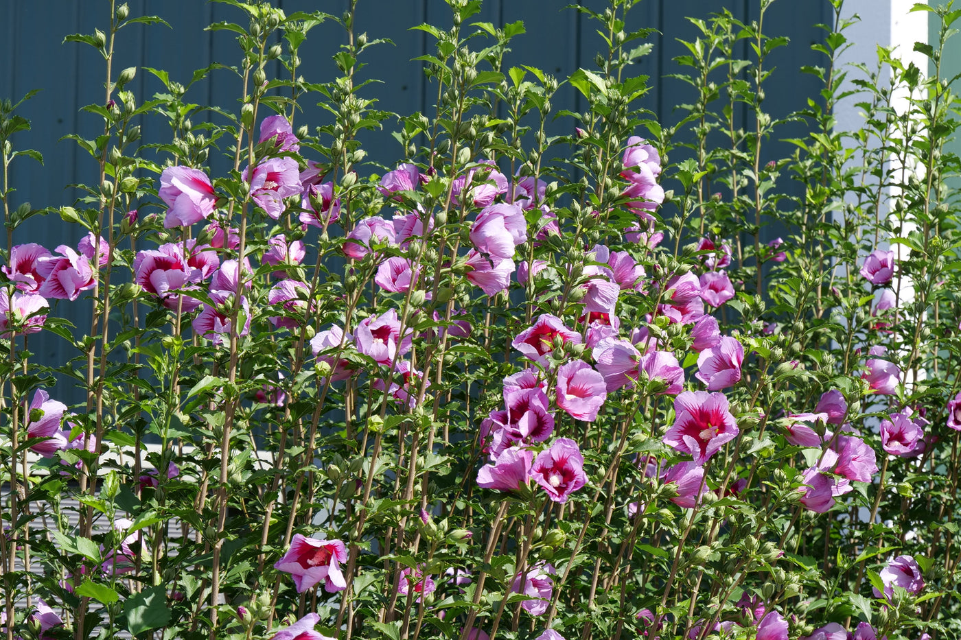 Image of Rose of Sharon hibiscus close up.