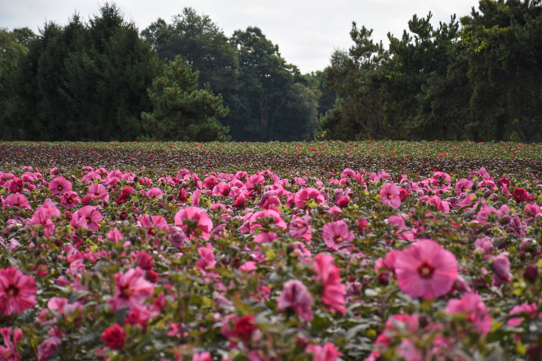 Summerific Hibiscus planted en masse.