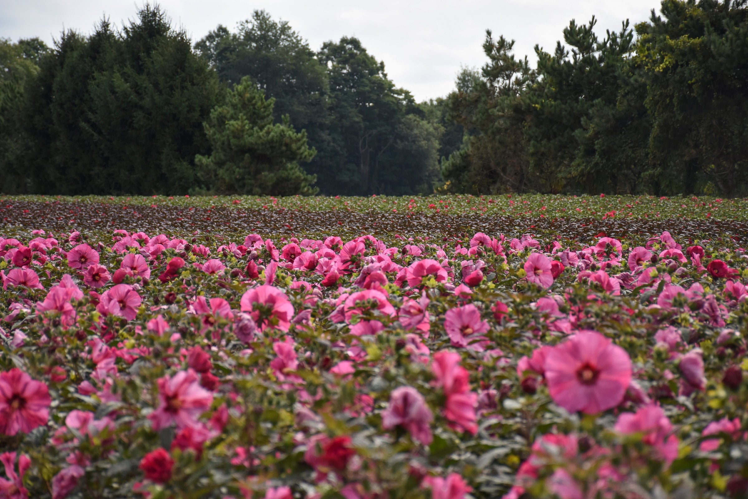 Summerific Hibiscus planted en masse.